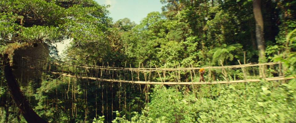 The Peru jungle as seen in Paddington (Studiocanal)