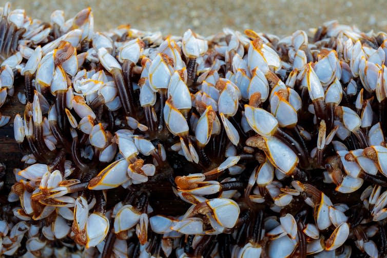 <span class="caption">Goose barnacles. Long before Darwin, people believed these crustaceans spawned geese.</span> <span class="attribution"><a class="link " href="https://www.shutterstock.com/image-photo/goose-barnacles-barnacle-sea-beach-696506602?src=Cb9YLiKrtJDntxXGXHWGLg-1-21" rel="nofollow noopener" target="_blank" data-ylk="slk:Shutterstock;elm:context_link;itc:0;sec:content-canvas">Shutterstock</a></span>