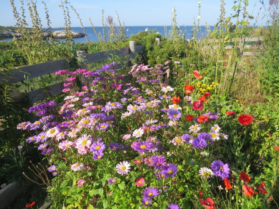 Brightly colored flowers sway in the ocean breeze in Celia Thaxter’s garden on Appledore Island. Looking out from the garden it is easy to see why she loved this spot.