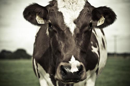 Cow