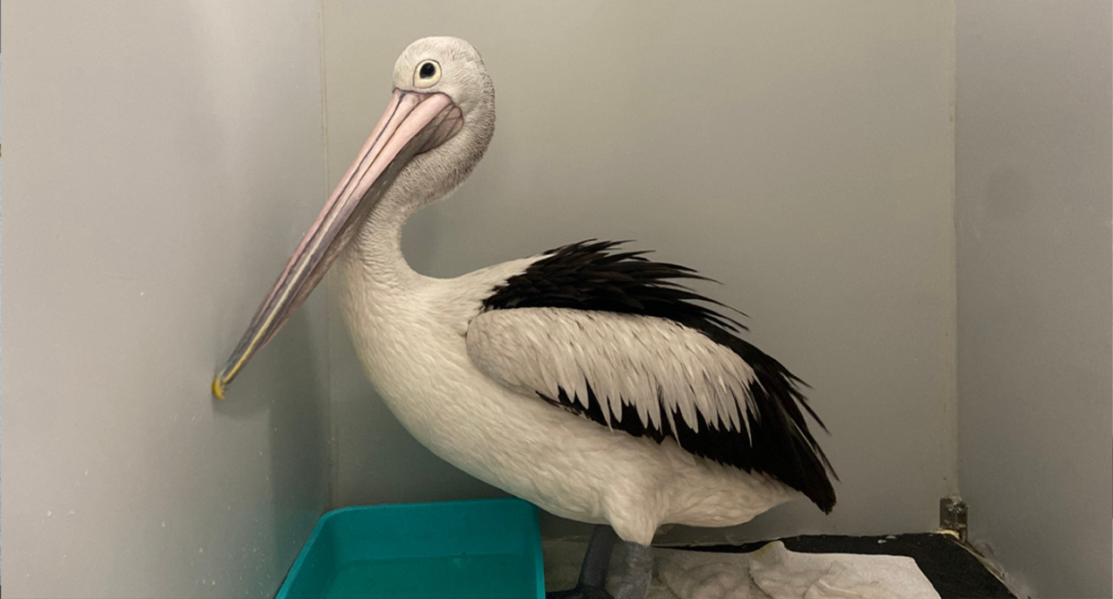 A pelican standing in a room where it is in care.