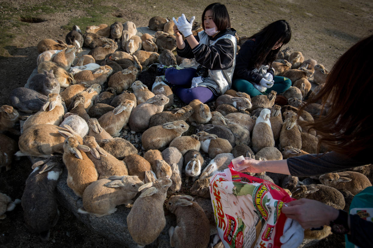 TAKEHARA, JAPAN - FEBRUARY 24: Tourists sit and feed hundreds of rabbits at Okunoshima Island on February 24, 2014 in Takehara, Japan. Okunoshima is a small island located in the Inland Sea of Japan in Hiroshima Prefecture. The Island often called Usagi Jima or "Rabbit Island" is famous for it's rabbit population that has taken over the island and become a tourist attraction with many people coming to the feed the animals and enjoy the islands tourist facilities which include a resort, six hole golf course and camping grounds. During World War II the island was used as a poison gas facility. From 1929 to 1945, the Japanese Army produced five types of poison gas on Okunoshima Island. The island was so secret that local residents were told to keep away and it was removed from area maps. Today ruins of the old forts and chemical factories can be found all across the island.  (Photo by Chris McGrath/Getty Images)