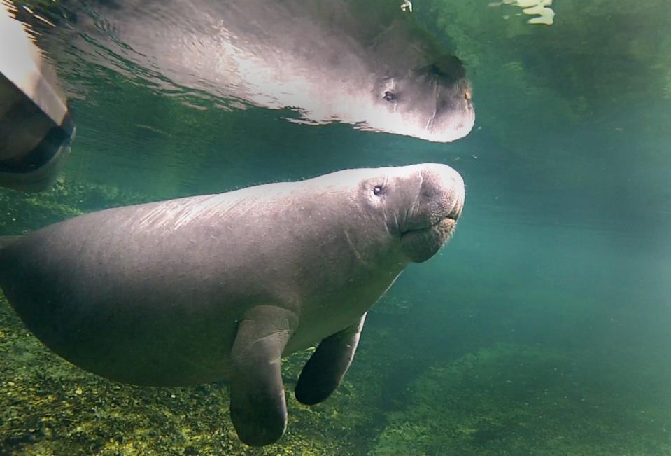 Manatee in Blue Springs Thursday, November 29, 2012.