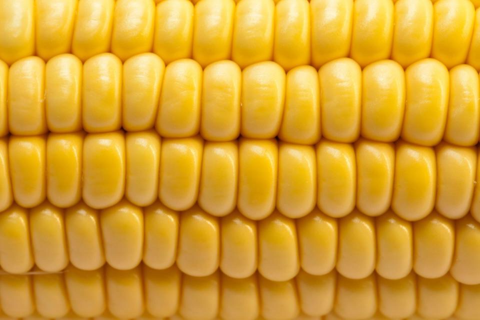 Close-Up of Corn Kernals on Cob