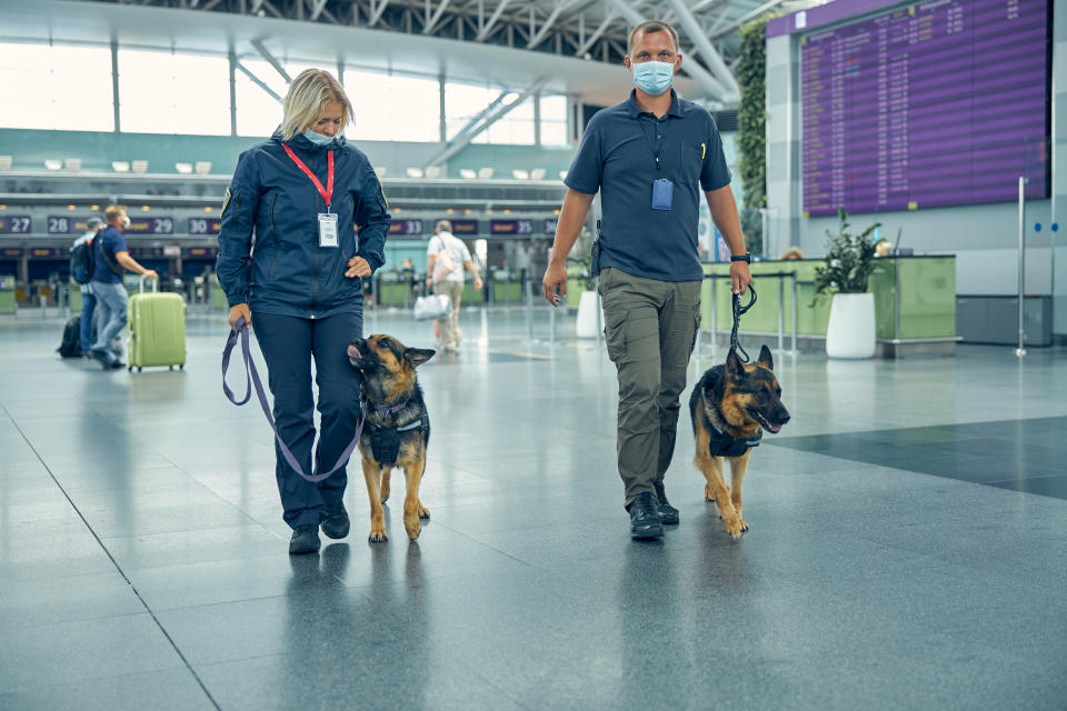 Male and female officers in medical masks strolling down airport terminal hall with German Shepherd dogs