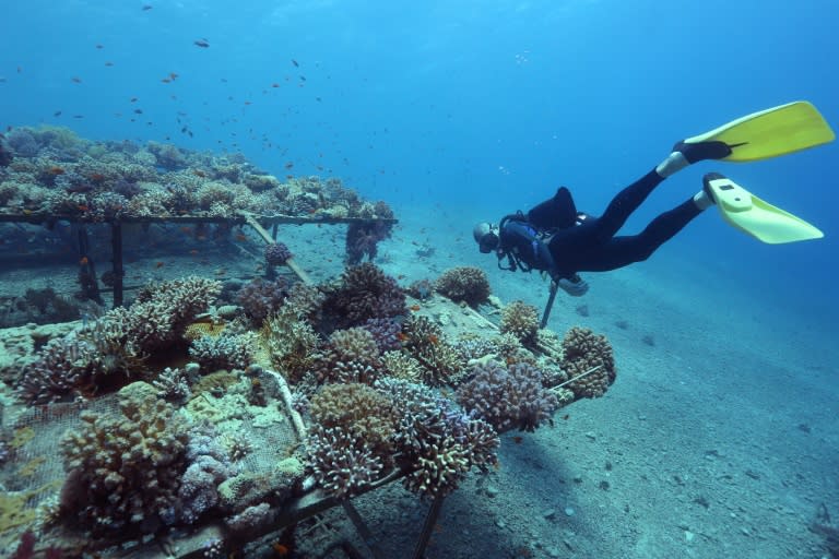 Researchers from the Interuniversity Institute for Marine Sciences in the southern Israeli resort city Eilat monitor coral growth in the Red Sea