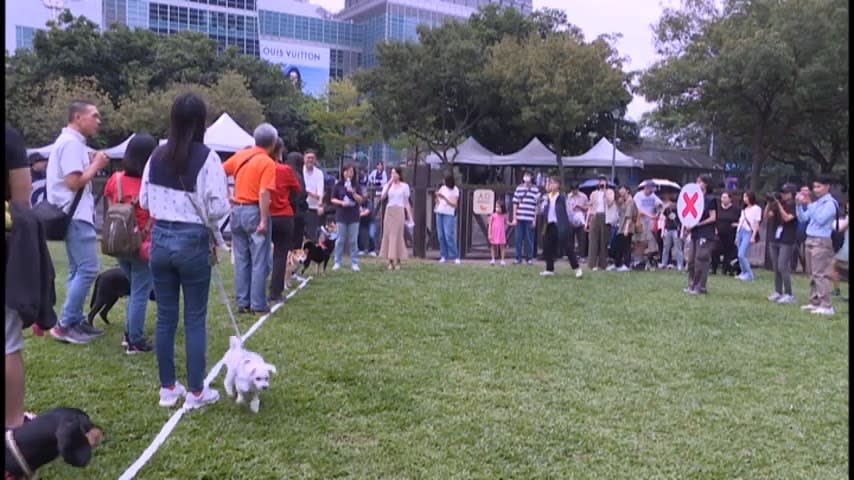 活動當天，台北市公共運輸處和動保處同場加映狗狗巴士和闖關遊戲，一系列的活動都是將寵物友善誤解為熱鬧的玩樂活動。（圖／獨立特派員）