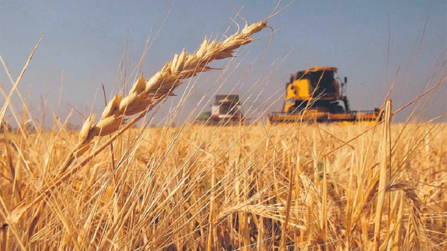 A pesar de las recientes lluvias, la campaña de trigo estará muy por debajo de lo previsto y su aporte en divisas será escaso este verano