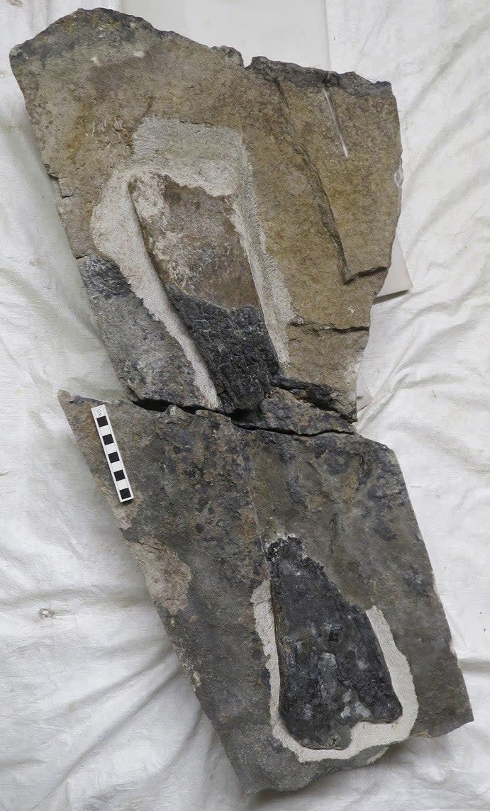 The 166 million-year-old limb bone is thought to belong to a stegosaurian dinosaur (PA)