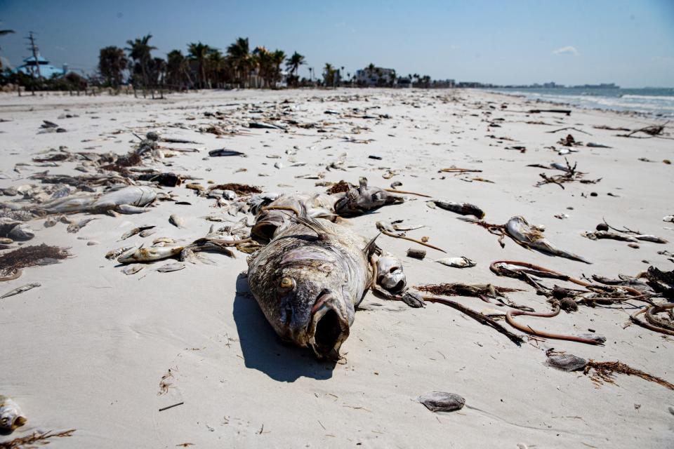 Dead fish litter Fort Myers Beach near mid island on Monday, March 6, 2023. Red tide continues to batter Southwest Florida.