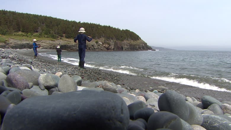 Capelin may not roll onto beaches for a few more weeks