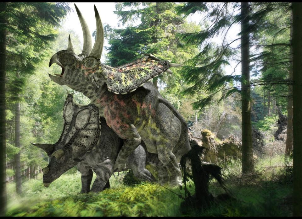 Pentaceratops dinosaurs mating. (Jose Antonio Penas, Science Photo Library)