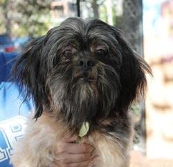 Oscar is a laid back, 6-year-old Lhasa Apso who gets along just fins with cats.  This guy is <a href="http://parl.org/adopt/adoptable-dogs/oscar" target="_blank">available for adoption through the Providence Animal Rescue League</a>.