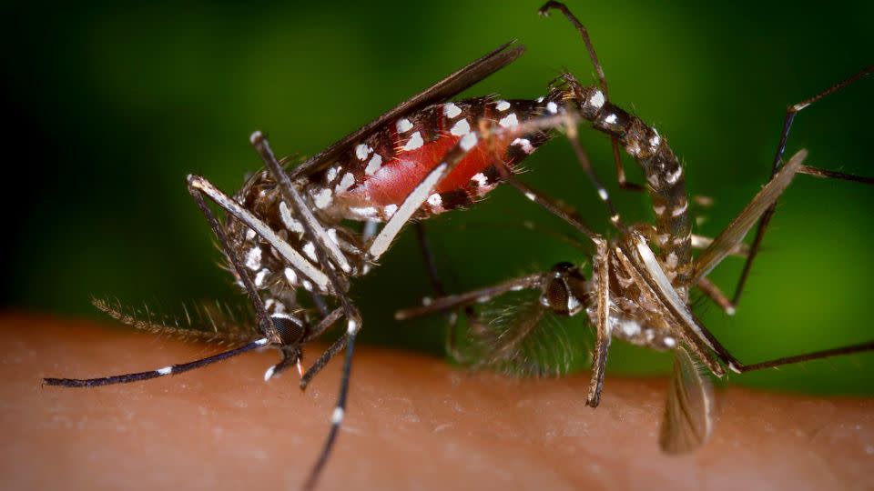 A pair of Aedes albopictus mosquitoes are seen during a mating ritual. - James Gathany/CDC/Handout/Reuters