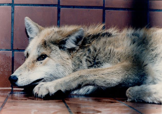 This 6-month-old coyote was cornered by police under a house in Scarborough, Ontario. It was believed to be the first coyote ever caught in the city.