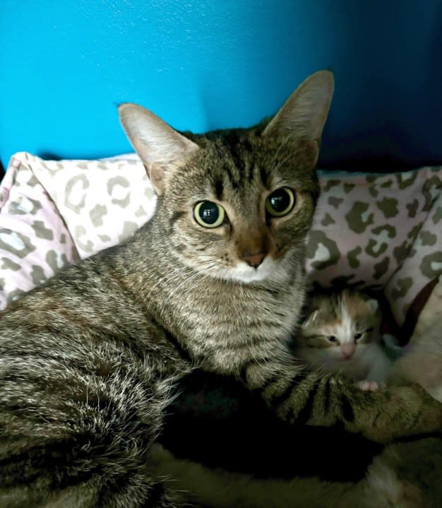 A mom and kitten that were taken in by Colony Cats in March.