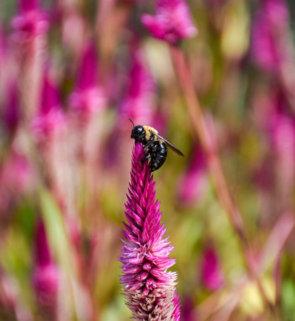 A carpenter bee on a Celosia flower.