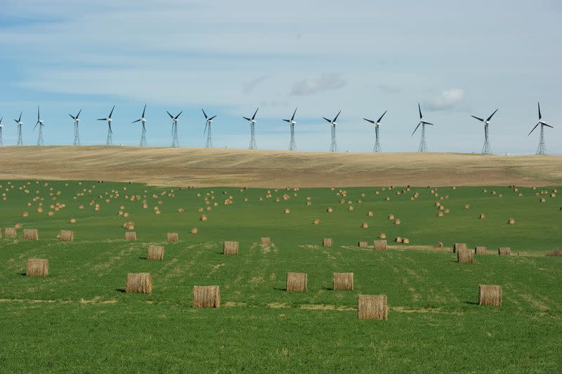 FILE PHOTO: A wind farm generates electricity near bales of hay in the foothills of the Rocky Mountains