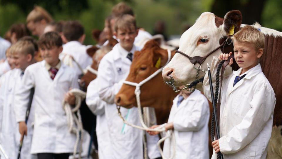 Children wearing white coats exhibiting cattle at show