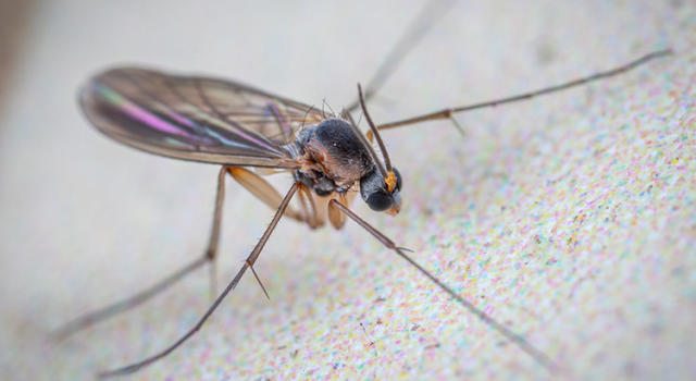 Moucherons dans la maison : les astuces pour s'en débarrasser