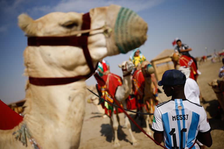 Los camellos, con bozales para que no muerdan a los turistas, en el campamento Ash Shaqra