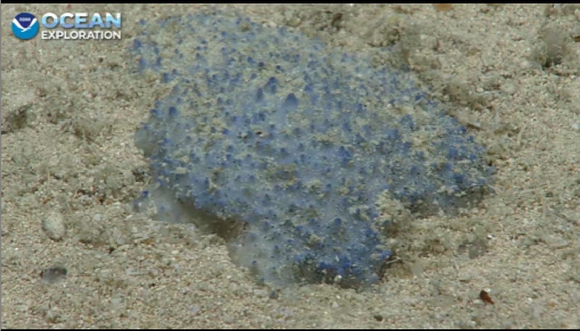 Another example of the “blue goo” creatures found by NOAA Ocean Exploration.
