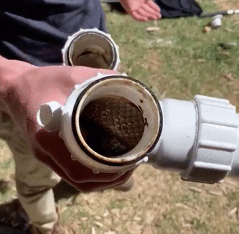 The snake catcher believes the snake might have come up through the septic system. Photo: Facebook/ Snake Catcher Adelaide