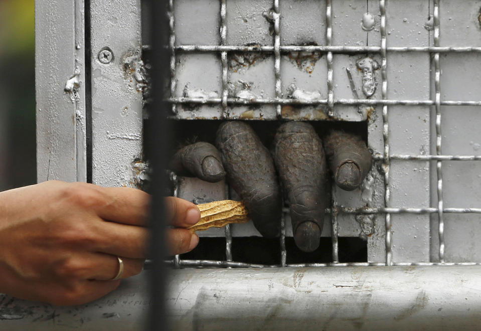 <p>A keeper gives peanut to an orangutan inside a cage shortly after it arrived from Thailand at Halim Perdanakusuma airport in Jakarta, November 12, 2015. Fourteen orangutans smuggled into Thailand illegally were sent back to Indonesia on Thursday, but the operation was not without incident — one of the powerful apes tore a wildlife officer’s finger off when he tried to put them in cages. (Photo: Beawiharta/Reuters) </p>