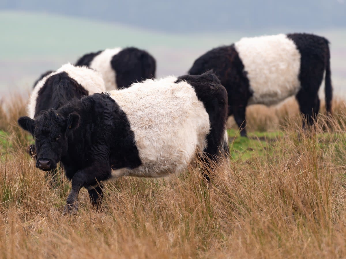 Belted Galloway beef herds. Pasture-raised cattle require 20 times as much land as intensively reared beef and release more methane (Getty )