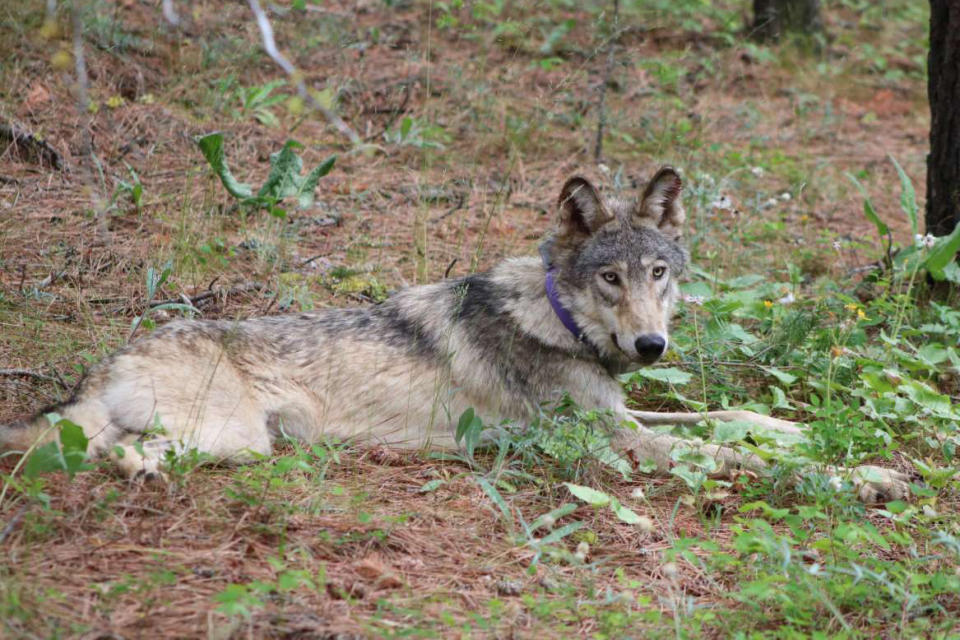 FILE - In this February 2021, photo released by California Department of Fish and Wildlife, shows a gray wolf (OR-93), seen near Yosemite, Calif., shared by the state's Department of Fish and Wildlife. A federal judge on July 5, 2022, threw out a host of actions by the Trump administration to roll back protections for endangered or threatened species, a year after the Biden administration said it was moving to strengthen those species protections. (California Department of Fish and Wildlife via AP, File)