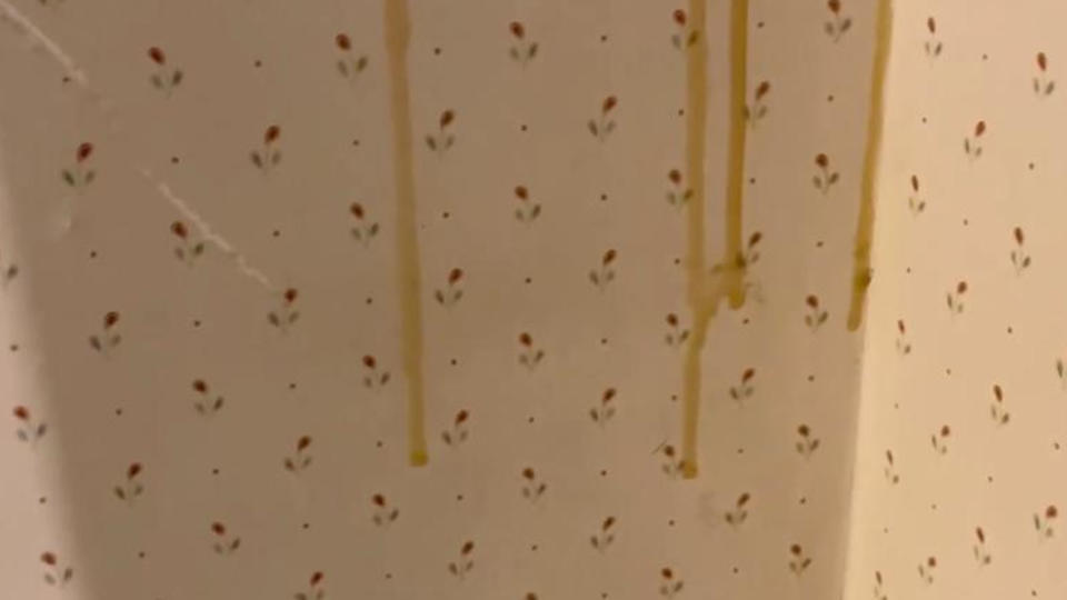 Honey dripping down the inside walls of a house