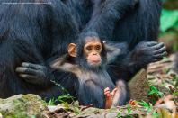 Ten-month-old chimp Gombe is extremely chilled out, pulling the perfect relaxed pose. (Thomas Mangelsen/Comedy Wildlife Photo Awards 2019)