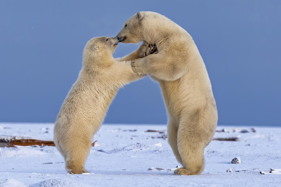 <p>Two juvenile polar bears play-fight and appear to be sharing a kiss in the snow on Barter Island in Alaska. (Photo: Shayne McGuire/Caters News) </p>