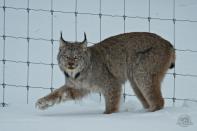 Parks Canada employee Alex Taylor snapped this photo when visitors to Banff National Park that a mother lynx and her kitten were attempting to cross the Trans-Canada Highway.