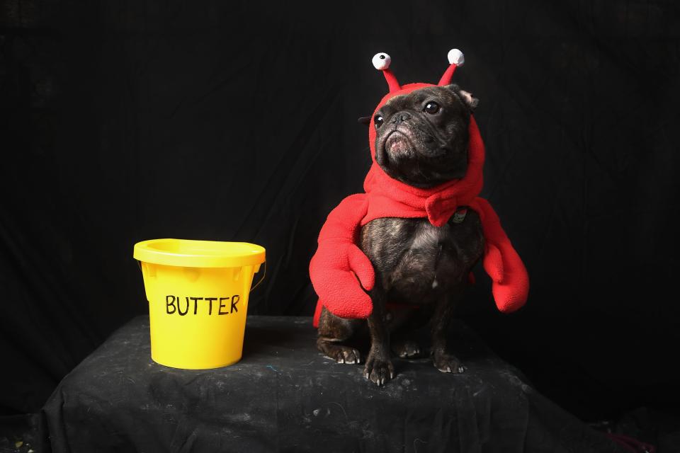 NEW YORK, NY - OCTOBER 20: French Bulldog Enzo poses as a lobster at the Tompkins Square Halloween Dog Parade on October 20, 2012 in New York City. Hundreds of dog owners festooned their pets for the annual event, the largest of its kind in the United States. (Photo by John Moore/Getty Images)