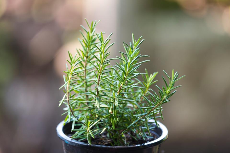 Rosmarinus officinalis in the pot