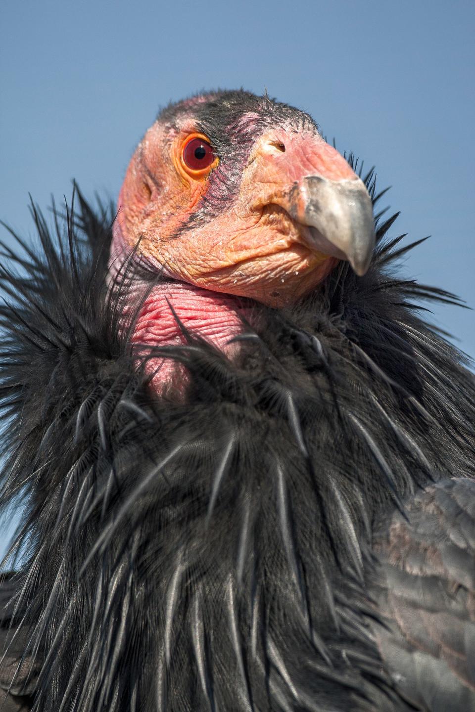 A closeup of a California condor ,