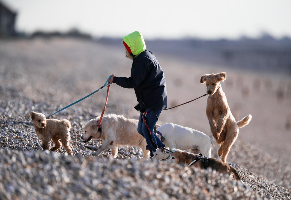 Dogs are most at risk in parks, or fields, where there are large numbers of birds. Stock image. (PA)