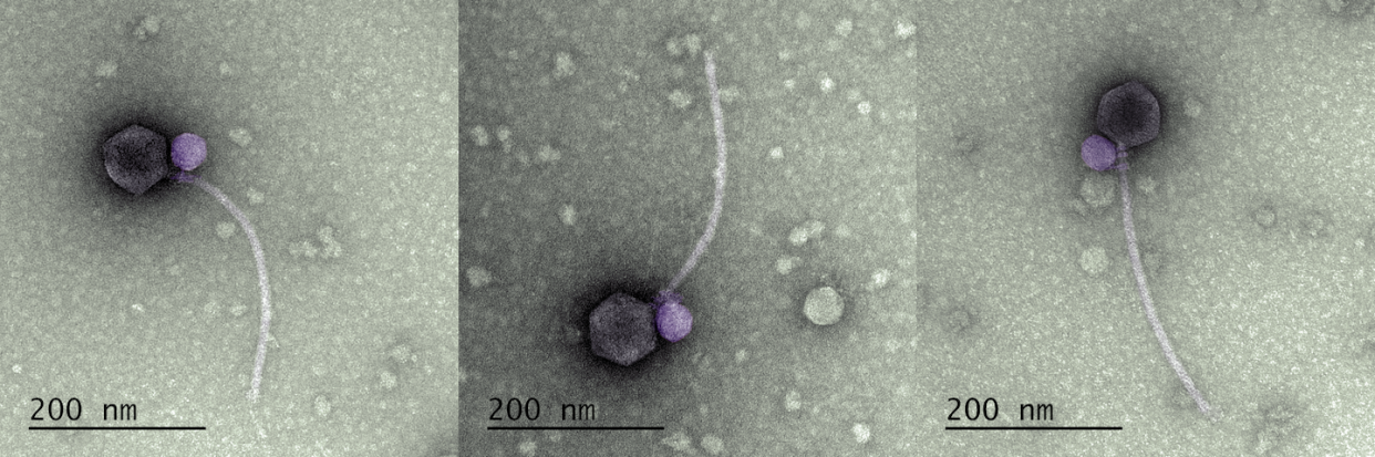The satellite virus MiniFlayer (purple) infects cells by attaching itself to the neck of its helper virus, MindFlayer (gray). <a href="https://doi.org/10.1038/s41396-023-01548-0" rel="nofollow noopener" target="_blank" data-ylk="slk:Tagide deCarvalho;elm:context_link;itc:0;sec:content-canvas" class="link ">Tagide deCarvalho</a>, <a href="http://creativecommons.org/licenses/by-sa/4.0/" rel="nofollow noopener" target="_blank" data-ylk="slk:CC BY-SA;elm:context_link;itc:0;sec:content-canvas" class="link ">CC BY-SA</a>