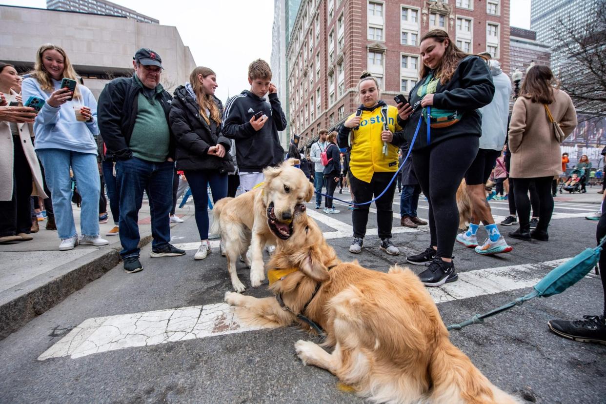 two golden retrievers play on street as onlookers watch