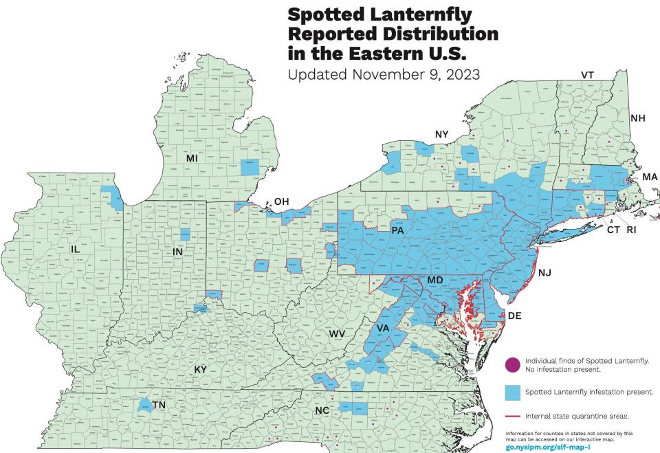 This map from the Cornell University Integrated Pest Management Program shows the reported distribution of spotted lanternflies as of Nov. 9, 2023. An online interactive map showing the greater distribution of reported infestations is available at https://lookerstudio.google.com/reporting/b0bae43d-c65f-4f88-bc9a-323f3189cd35/page/QUCkC.