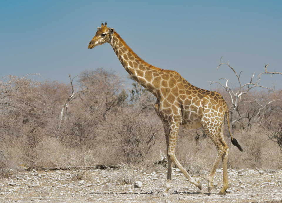 Giraffe (bis 6 m)