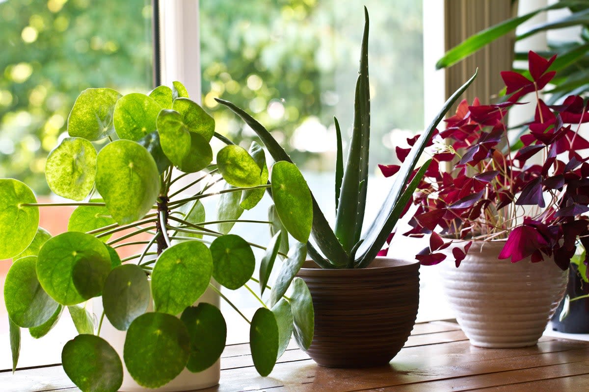 Houseplant myths busted (Alamy/PA)