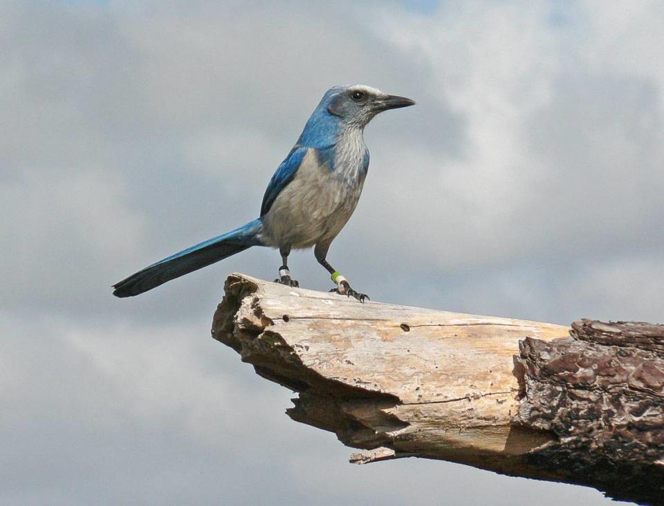 The Florida scrub jay is a threatened species of bird found only in the desert-like scrub habitats of Florida.