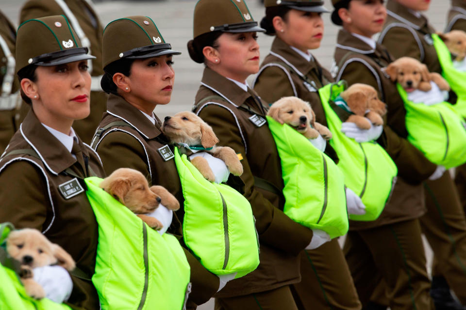 <p>So süße Gesetzeshüter gibt es nirgends. Die chilenischen Polizistinnen halten während einer Parade in Santiago anlässlich des chilenischen Unabhängigkeitstages zukünftige Polizeihunde im Arm. (Bild: Claudio Reyes/AFP/Getty Images) </p>