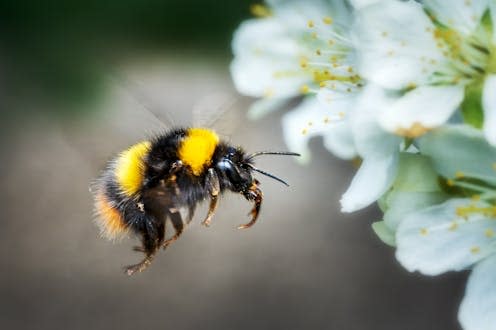 <span class="attribution"><a class="link " href="https://www.shutterstock.com/image-photo/flight-flying-bumblebee-spring-on-fruit-1390687526" rel="nofollow noopener" target="_blank" data-ylk="slk:Daniel Pahmeier/Shutterstock;elm:context_link;itc:0;sec:content-canvas">Daniel Pahmeier/Shutterstock</a></span>