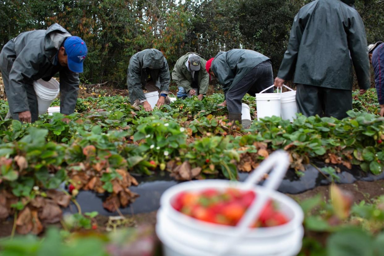 An estimated 40 per cent of P.E.I.'s agricultural workforce is made up of temporary foreign workers. (Maggie MacPherson/CBC - image credit)