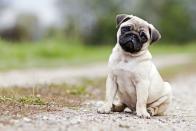 <p>Pugs can weigh 14 to 18 pounds, and they stand at 10 to 13 inches tall. They're also inquisitive, mischievous and <a href="https://www.akc.org/dog-breeds/pug/" rel="nofollow noopener" target="_blank" data-ylk="slk:great with kids;elm:context_link;itc:0;sec:content-canvas" class="link ">great with kids</a>. Overall, they're loving, easy-going dogs. </p>