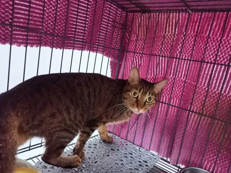 ▲2隻貓遭棄置在新北市板橋區望月公園廁所附近，虎斑貓已被認養。（圖／新北市動保處）