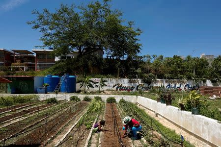 People work in an urban garden in Caracas, Venezuela July 13, 2016. Picture taken July 13, 2016. REUTERS/Carlos Jasso